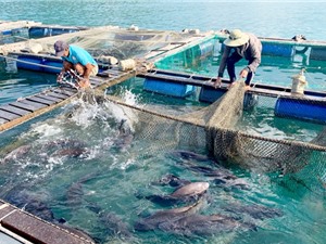 Khánh Hòa: Sản xuất giống và nuôi thương phẩm cá sủ đất